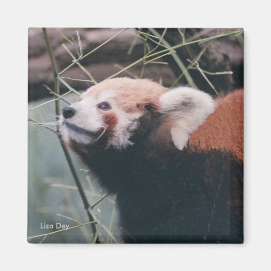 Red Panda Magnet Magneet (Voorkant)