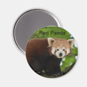 Red Panda Magnet Magneet (Voorkant / Achterkant)
