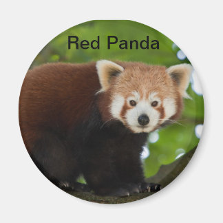 Red Panda Magnet Magneet