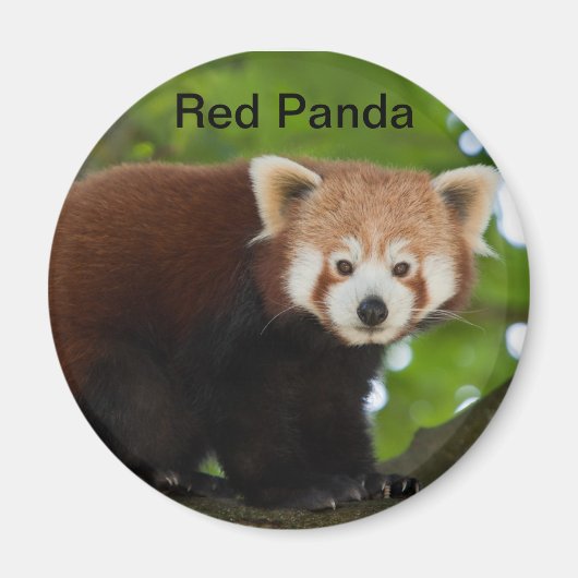 Red Panda Magnet Magneet (Voorkant)