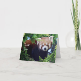 Red Panda Note Kaart