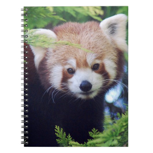 Red Panda Notitieboek (Voorkant)