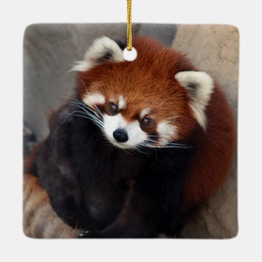 Red Panda Ornament (Achterkant)