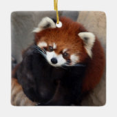 Red Panda Ornament (Voorkant)