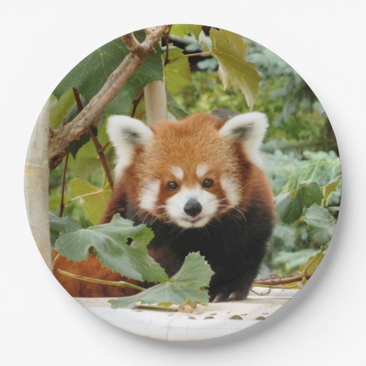 Red Panda Papieren Bordje (Voorkant)