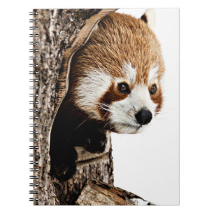 Red Panda Peek-a-Boo  Notitieboek