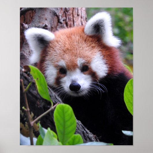 Red Panda Poster (Voorkant)