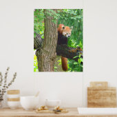 Red Panda Poster (Keuken)