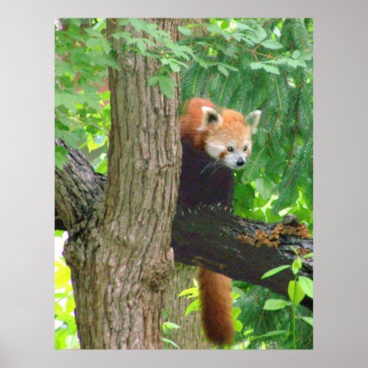 Red Panda Poster (Voorkant)
