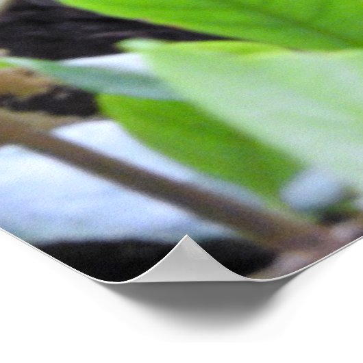 Red Panda Poster (Hoek)