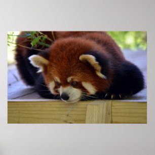 Red Panda Poster