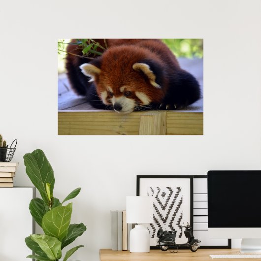 Red Panda Poster (Thuiskantoor)