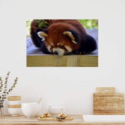 Red Panda Poster (Keuken)
