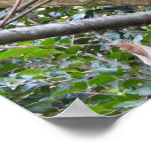 Red Panda Poster (Hoek)