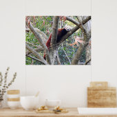 Red Panda Poster (Keuken)