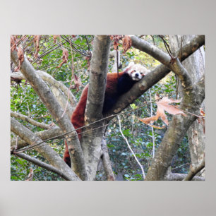 Red Panda Poster