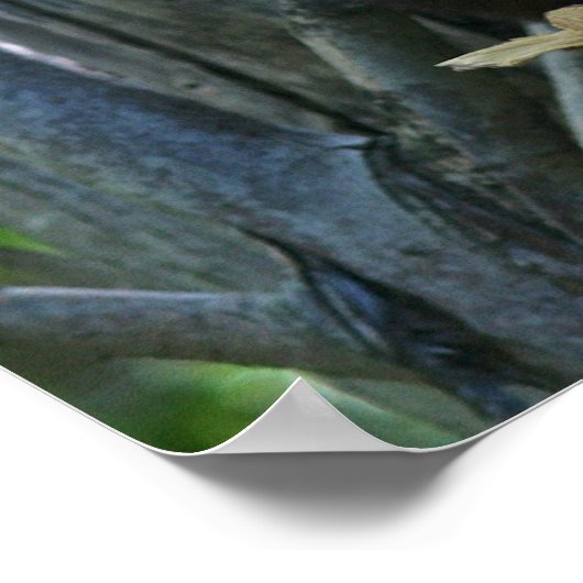 Red Panda Poster (Hoek)