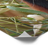 Red Panda Poster (Hoek)