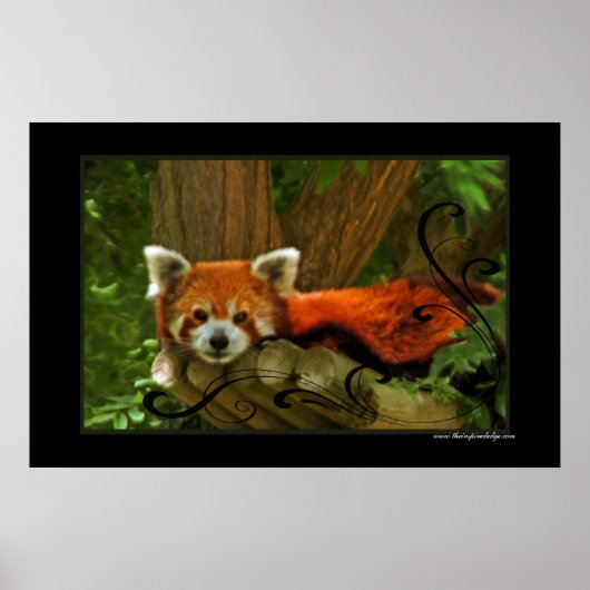 Red Panda Poster Print (Voorkant)
