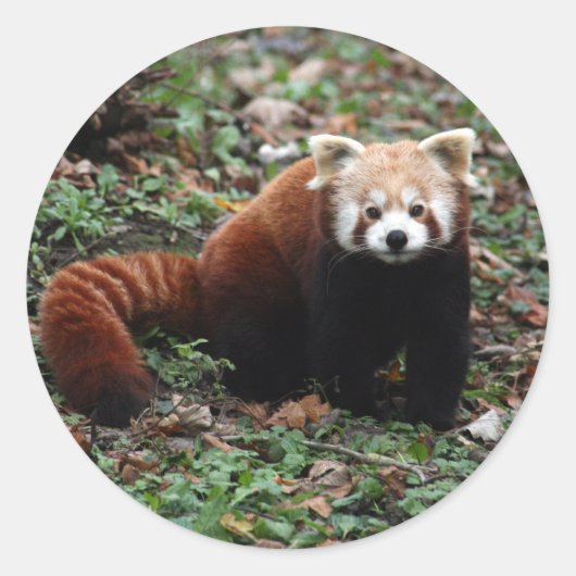 Red Panda Ronde Sticker (Voorkant)