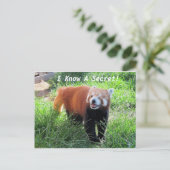 Red Panda Secret Briefkaart (Staand voorkant)