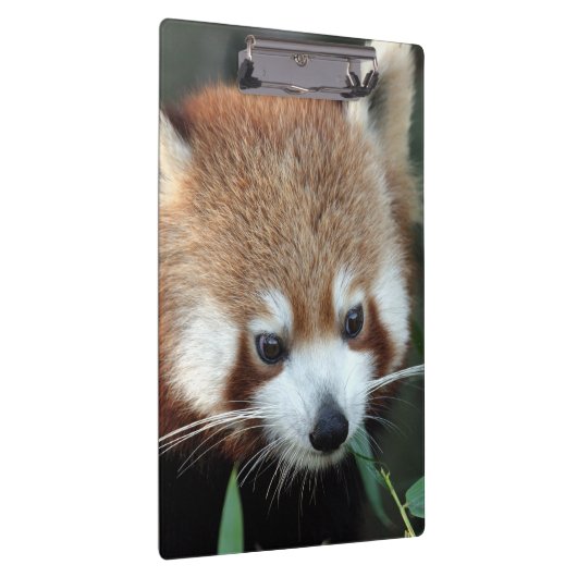 Red Panda, Taronga Zoo, Sydney, Australië Klembord (Rechts)