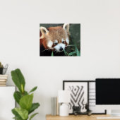 Red Panda, Taronga Zoo, Sydney, Australië Poster (Thuiskantoor)