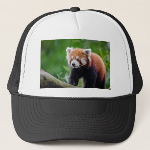 Red Panda Trucker Pet