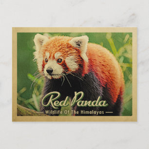 Red Panda - Wilde dieren uit de Himalaya Briefkaart