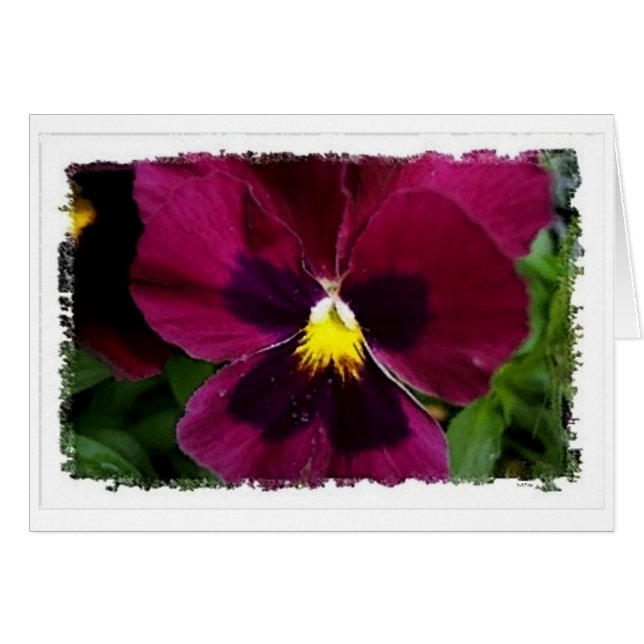 Red Pansie (Voorkant Horizontaal)