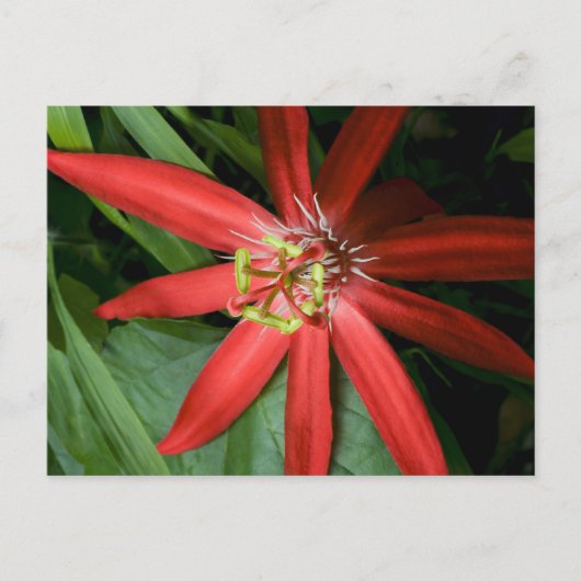 Red Passion Flower Briefkaart (Voorkant)