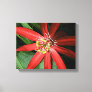 Red Passion Flower Canvas Afdruk