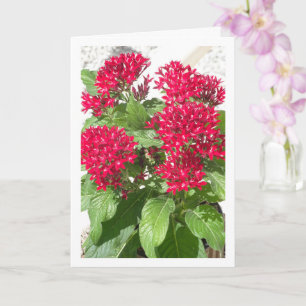 Red Pentas, Egyptisch Star Flower Portret Kaart