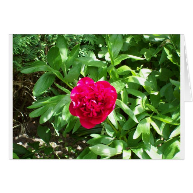 Red Peony (Voorkant Horizontaal)