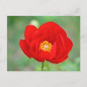 Red Peony Flower Briefkaart
