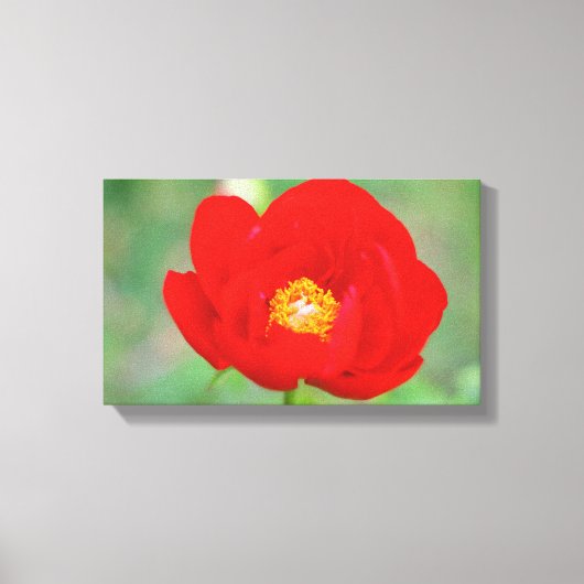 Red Peony Flower Canvas Afdruk (Voorkant)