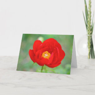 Red Peony Flower Kaart
