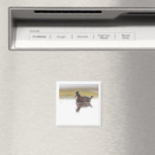 Red Phalarope 2x2 magnet (In Situ (Lave-vaisselle))