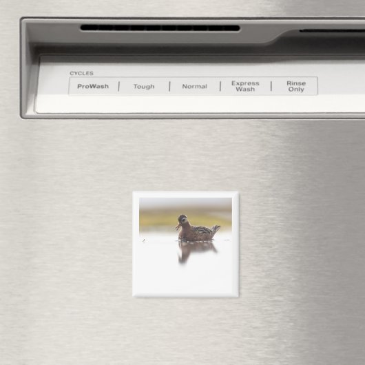 Red Phalarope 2x2 magnet (In Situ (Lave-vaisselle))