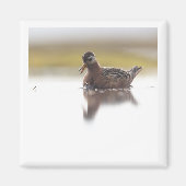 Red Phalarope 2x2 magnet (Devant)