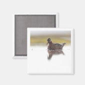 Red Phalarope 2x2 magnet Magneet (Voorkant / Achterkant)