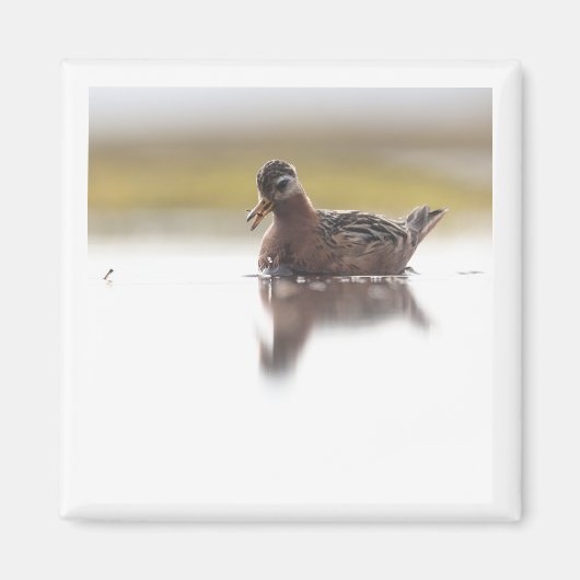 Red Phalarope 2x2 magnet Magneet (Voorkant)