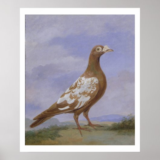 Red Pied Carrier Poster (Voorkant)
