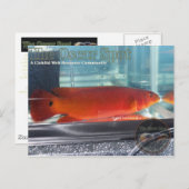 Red Pike Cichlid Briefkaart (Voorkant / Achterkant)