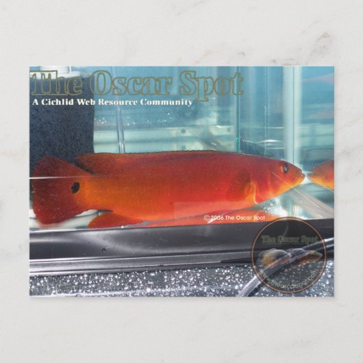 Red Pike Cichlid Briefkaart (Voorkant)