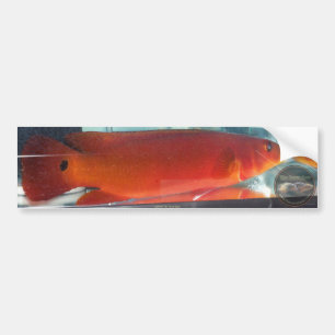 Red Pike Cichlid Bumpersticker