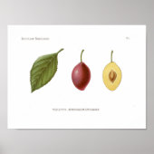 Red Plum Poster (Voorkant)