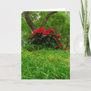 Red Poinsettia Feestdagen Kaart