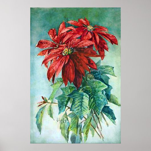 Red Poinsettia Flowers  Poster voor schilderen (Voorkant)