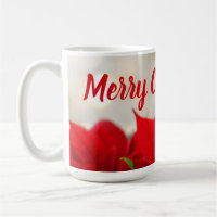 Red Poinsettia Fotografie Bokeh Merry kerst